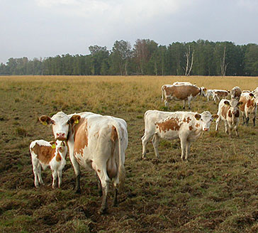 Lehmiä laitumella